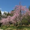 　UMAMの桜