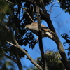 ハイタカ2度の邂逅・オオタカ・カンムリカイツブリ・バン(大阪城野鳥探鳥 20200119 6:35-12:10)