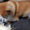 我が家の子熊の様な犬