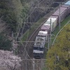 サクラと東海道貨物列車