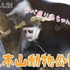 【八木山動物公園】アビシニアコロブスの赤ちゃんが可愛すぎた！(2023/1/21)【#レポ50】