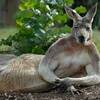 オーストラリアのデンジャラスな生物をまとめて紹介!オーストラリアのユニークな生き物（超危険）(白目)