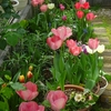 チューリップ球根植込み完了！