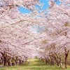 桜探訪　北関東