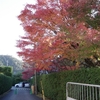 京都紅葉の旅2018　～その９　光悦寺～