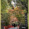 京のもみじ散歩2024（その６）今熊野観音寺