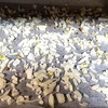 ヘルシオ：玉ねぎを炒めた。飴色にならなかったけれど甘くなった。