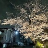 きなこ、あいさつに行く