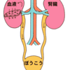 【官足法】とっても大事な腎臓のお話