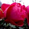 不審者のような・・
