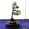 ■杜松　Needle Juniper