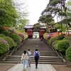 つつじ巡り（護国寺から根津神社）
