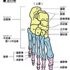 必要な人に届いて欲しい。足指のこと。