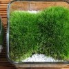 アラハシラガゴケ（山苔）の苔鉢