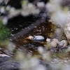 🌸湯島天神で散り始めの梅の花びらと池を撮影しました📷