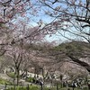 多様な桜2024