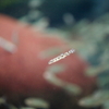 ニシシマドジョウ Cobitis sp. BIWAE typeB
