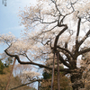 磯上の山桜[大田原市両郷]