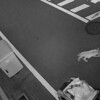  【衝撃の真実】マイクロ豚遺棄事件から見える！あなたの知らないペット飼育の落とし穴