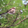 私の大好きな野鳥