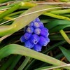 暑さに強いミニトマト