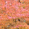 海藏山  龍雲寺の紅葉など ⑦ （島根県浜田市）