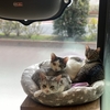 保護猫サロンのネコちゃん入れ替わりました