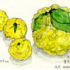ジャンボ柚子