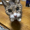 真夜中のちょびちゃん