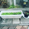 2015-12-24 リハビリから施設へ移った　小松菜、正月菜