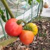 6月の家庭菜園、トマトの収穫