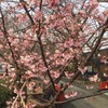 河津桜が綺麗です