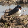 夏鳥（ツバメ）と冬鳥（ツグミ）との対面距離が、意味するもの？