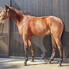 滋賀・グリーンウッドでの乗り込みは順調に強化。そして１１日の検疫で栗東・安田隆厩舎へ帰厩しています。☆ロードアスタリスク