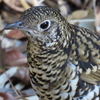 座間谷戸山公園の野鳥　トラツグミ・ルリビタキ他　２０２２年２月６日