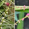 水引／水引草／金線草を詠んだ短歌．　昨日は，暑さも以前ほどではなく，晴れた空の下，鎌倉おんめ様へ足を伸ばしました．ワレモコウに混ざって白のミズヒキ．赤のミズヒキも別の場所に．　秋ふけし日のにほひだつ草なかに金線草（みずひきくさ）もうらさびにけり　斎藤茂吉　　草の葉に風は吹かねどなよなよと紅ゆるる水引の花　土屋文明　　風を流すくさむらのなか水引草うちなびきつつ芯たててゆく　長澤美津　　ふかぶかと枯葉朽えゐる秋の藪一心あかき水引の花　馬場あき子　