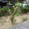 花壇に何を植えようか。