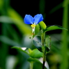 秋の露草