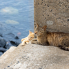 隣県西部離島のねこさん