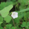 補腎の漢方で歯も元気に