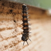 黒いとげとげのある幼虫の正体は？タテハチョウの仲間の幼虫と成虫の姿