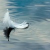 マラーホフ版『白鳥の湖』（上野水香・厚地康雄主演）感想