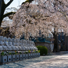 十三仏と枝垂れ桜