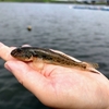 はじめてのハゼ釣り ― 釣って、さばいて、いただきます