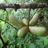 【植物の実の写真】アケビの実；鹿児島市自宅近所；2018年09月01日（土）