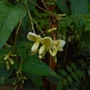 Wisteria japonica　ナツフジ