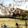 なぜか遅れるという明石の桜開花