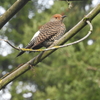 Northern Flicker (Red-Shafted)