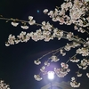 夜桜。