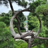 ＜月の松が有名！＞1631年建立の重文・清水観音堂におまいりしました🙏（東京都台東区）2024/7/15